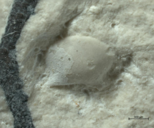Goniodromites kubai