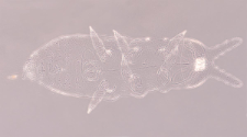 Xenylla maritima