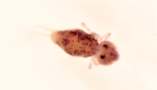 Dicyrtomina melitensis