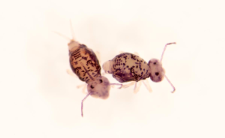 Dicyrtomina melitensis