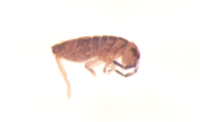 Hydroisotoma schafferi
