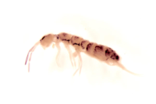 Isotoma viridis f. riparia