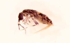Orchesella cincta