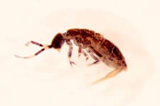 Orchesella cincta