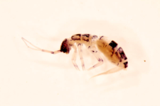 Orchesella cincta