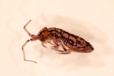 Orchesella dorsalis