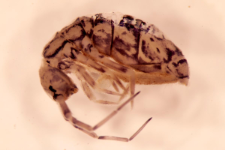 Orchesella dorsalis