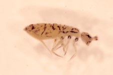 Orchesella dorsalis