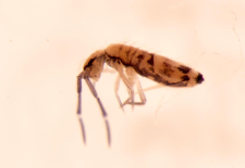 Orchesella multifasciata