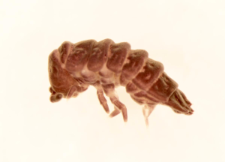 Tetradontophora bielanensis