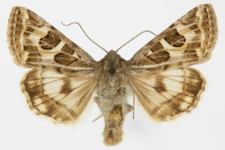 Protoschinia scutosa