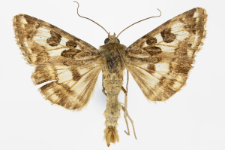 Protoschinia scutosa