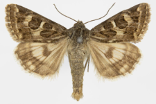 Protoschinia scutosa