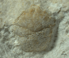 Goniodromites serratus