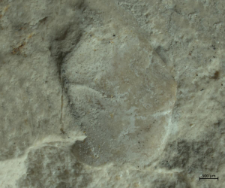 Goniodromites kubai