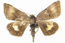 Panameria tenebrata