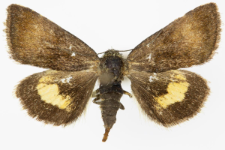 Panameria tenebrata