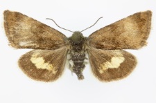 Panameria tenebrata