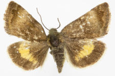 Panameria tenebrata