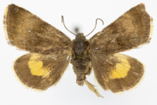 Panameria tenebrata