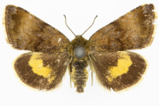 Panameria tenebrata