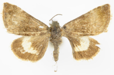Panameria tenebrata