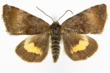 Panameria tenebrata