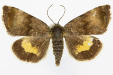 Panameria tenebrata