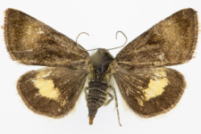 Panameria tenebrata