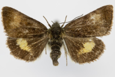 Panameria tenebrata
