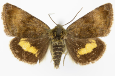 Panameria tenebrata