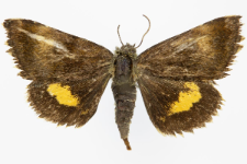 Panameria tenebrata