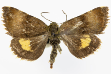 Panameria tenebrata