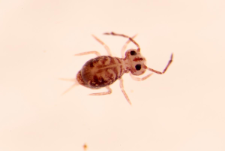 Dicyrtoma ornata