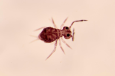 Dicyrtoma ornata