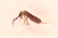 Entomobrya myrmecophila