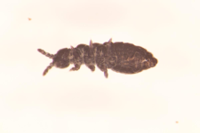 Hypogastrura sp.