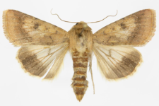 Helicoverpa armigera