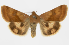 Heliothis adaucta