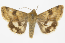 Heliothis adaucta