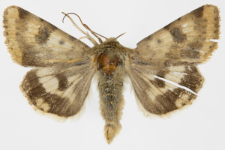 Heliothis adaucta