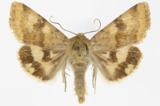 Heliothis adaucta