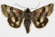Heliothis ononis