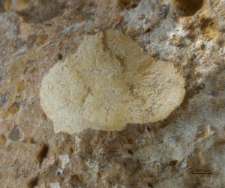 Tanidromites species