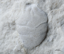 Goniodromites kubai