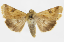 Heliothis peltigera