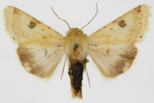 Heliothis peltigera