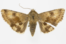 Heliothis viriplaca