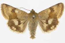 Heliothis viriplaca