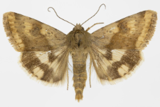 Heliothis viriplaca